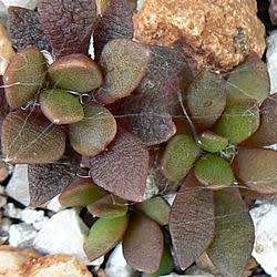 Anacampseros lanceolata - 5 Seed Pack Indigenous Succulent - Worldwide Shipping, NEW