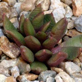 Anacampseros lanceolata - 5 Seed Pack Indigenous Succulent - Worldwide Shipping, NEW