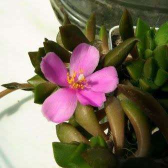 Anacampseros lanceolata - 5 Seed Pack Indigenous Succulent - Worldwide Shipping, NEW