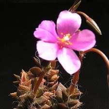 Anacampseros lanceolata - 5 Seed Pack Indigenous Succulent - Worldwide Shipping, NEW