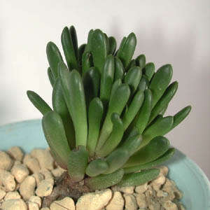 Anacampseros marlothii - 10 Seed Pack - Rare Indigenous Succulent - Worldwide Shipping, NEW