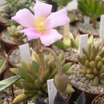 Anacampseros marlothii - 10 Seed Pack - Rare Indigenous Succulent - Worldwide Shipping, NEW