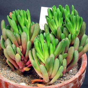 Anacampseros marlothii - 10 Seed Pack - Rare Indigenous Succulent - Worldwide Shipping, NEW