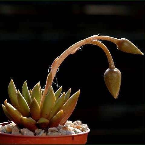 Anacampseros marlothii - 10 Seed Pack - Rare Indigenous Succulent - Worldwide Shipping, NEW
