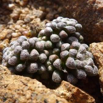 Anacampseros namaquensis - 5 Seed Pack Indigenous Succulent - Worldwide Shipping, NEW