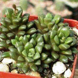 Anacampseros retusa Seeds - Indigenous Succulent - Worldwide Shipping