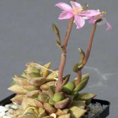 Anacampseros retusa Seeds - Indigenous Succulent - Worldwide Shipping