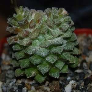 Anacampseros retusa Seeds - Indigenous Succulent - Worldwide Shipping