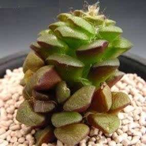 Anacampseros retusa Seeds - Indigenous Succulent - Worldwide Shipping