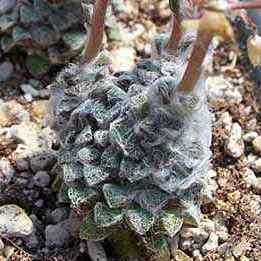 Anacampseros retusa Seeds - Indigenous Succulent - Worldwide Shipping