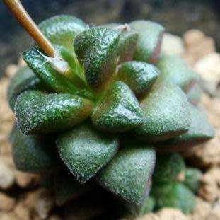 Anacampseros subnuda Seeds - Indigenous Succulent - Worldwide Shipping