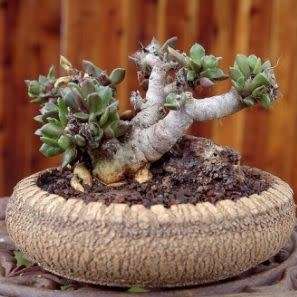 Anacampseros telephiastrum Seeds - Indigenous Succulent - Worldwide Shipping, NEW