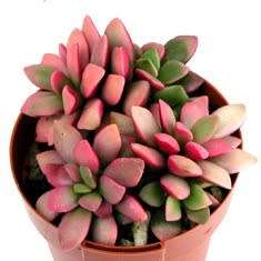 Anacampseros telephiastrum Seeds - Indigenous Succulent - Worldwide Shipping, NEW