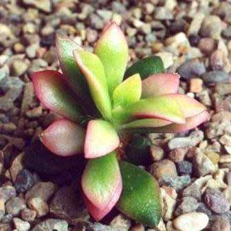 Anacampseros telephiastrum Seeds - Indigenous Succulent - Worldwide Shipping, NEW