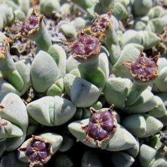 Antimima dualis - 5 Seed Pack - Indigenous Succulent Mesemb - Worldwide Shipping, NEW