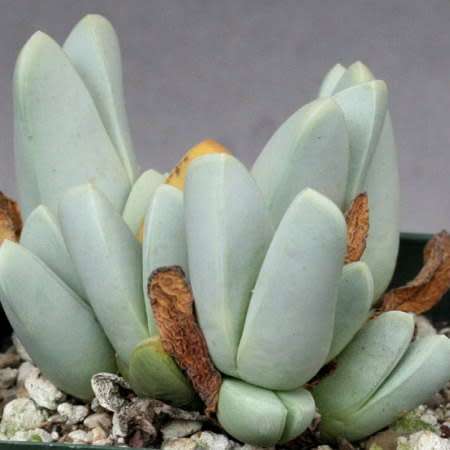 Antimima dualis - 5 Seed Pack - Indigenous Succulent Mesemb - Worldwide Shipping, NEW