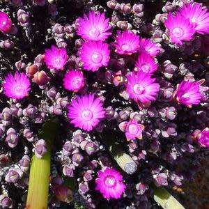 Antimima dualis - 5 Seed Pack - Indigenous Succulent Mesemb - Worldwide Shipping, NEW