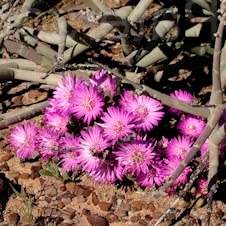 Antimima dualis - 5 Seed Pack - Indigenous Succulent Mesemb - Worldwide Shipping, NEW