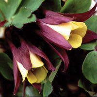 Aquilegia oxysepala - Oriental Columbine - 10 Seed Pack - Exotic Rare Perennial Cut Flowers - New