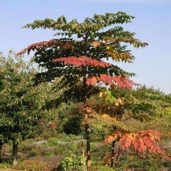 Aralia elata - Japanese Angelica Tree - Edible - 5 Seed Pack - Flat Ship Rate - New