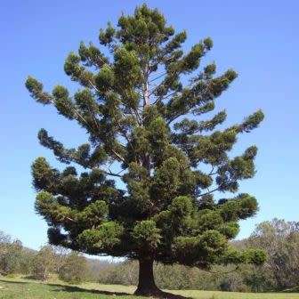 10 Araucaria cunninghamii - Moreton Bay Pine Seeds - Edible Evergreen Exotic Tree Combined Shipping