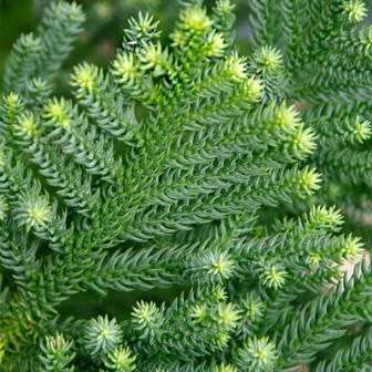 10 Araucaria cunninghamii - Moreton Bay Pine Seeds - Edible Evergreen Exotic Tree Combined Shipping