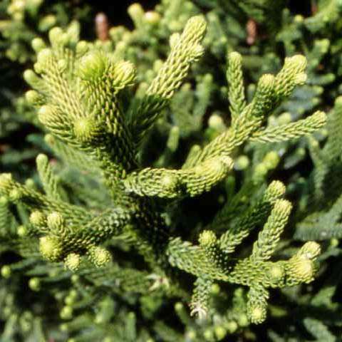 10 Araucaria cunninghamii - Moreton Bay Pine Seeds - Edible Evergreen Exotic Tree Combined Shipping