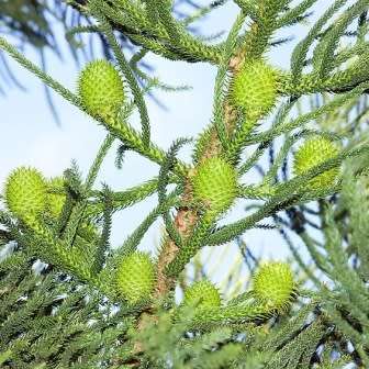 10 Araucaria cunninghamii - Moreton Bay Pine Seeds - Edible Evergreen Exotic Tree Combined Shipping