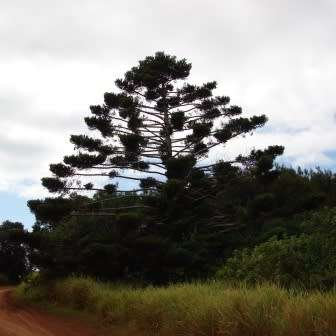 10 Araucaria cunninghamii - Moreton Bay Pine Seeds - Edible Evergreen Exotic Tree Combined Shipping