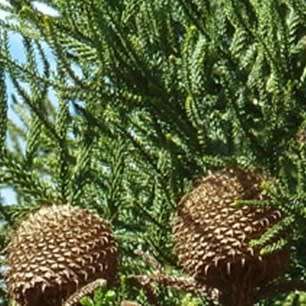 10 Araucaria cunninghamii - Moreton Bay Pine Seeds - Edible Evergreen Exotic Tree Combined Shipping