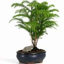 Araucaria heterophylla - Norfolk Island Pine - 5 Seed Pack - Evergreen Exotic Bonsai - NEW