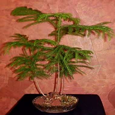 Araucaria heterophylla - Norfolk Island Pine - 5 Seed Pack - Evergreen Exotic Bonsai - NEW