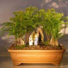 Araucaria heterophylla - Norfolk Island Pine - 5 Seed Pack - Evergreen Exotic Bonsai - NEW