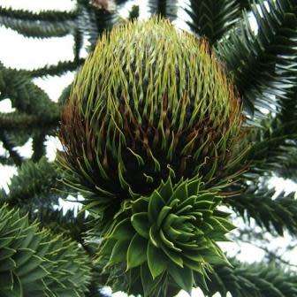 Araucaria heterophylla - Norfolk Island Pine Seeds - Evergreen Exotic Tree - NEW