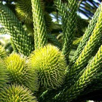 Araucaria heterophylla - Norfolk Island Pine Seeds - Evergreen Exotic Tree - NEW