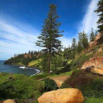 Araucaria heterophylla - Norfolk Island Pine Seeds - Evergreen Exotic Tree - NEW