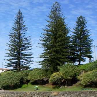 Araucaria heterophylla - Norfolk Island Pine Seeds - Evergreen Exotic Tree - NEW