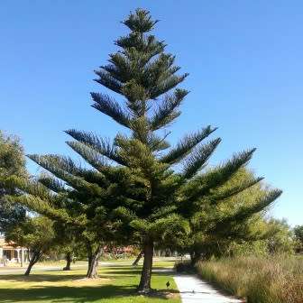 Araucaria heterophylla - Norfolk Island Pine Seeds - Evergreen Exotic Tree - NEW
