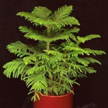 Araucaria heterophylla - Norfolk Island Pine Seeds - Evergreen Exotic Tree - NEW