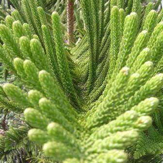 Araucaria heterophylla - Norfolk Island Pine Seeds - Evergreen Exotic Tree - NEW