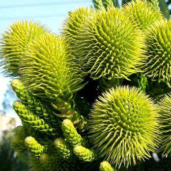 Araucaria heterophylla - Norfolk Island Pine Seeds - Evergreen Exotic Tree - NEW