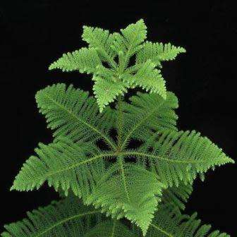 Araucaria heterophylla - Norfolk Island Pine Seeds - Evergreen Exotic Tree - NEW