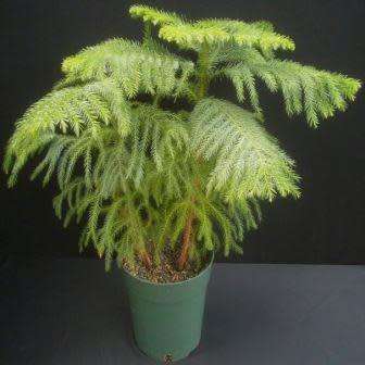 Araucaria heterophylla - Norfolk Island Pine Seeds - Evergreen Exotic Tree - NEW