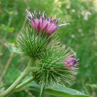 Arctium minus Seeds - Wild Rhubarb - Biennial - New
