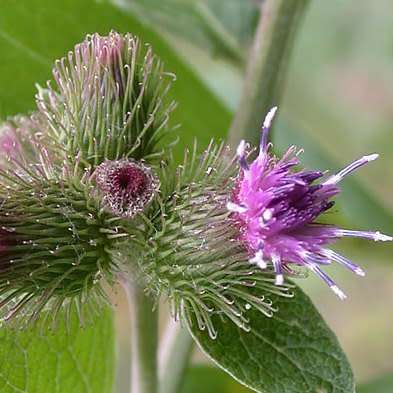 Arctium minus Seeds - Wild Rhubarb - Biennial - New