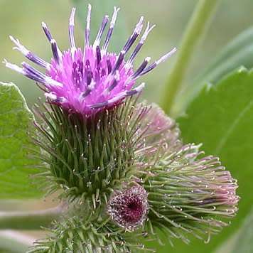 Arctium minus Seeds - Wild Rhubarb - Biennial - New