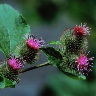 Arctium minus Seeds - Wild Rhubarb - Biennial - New