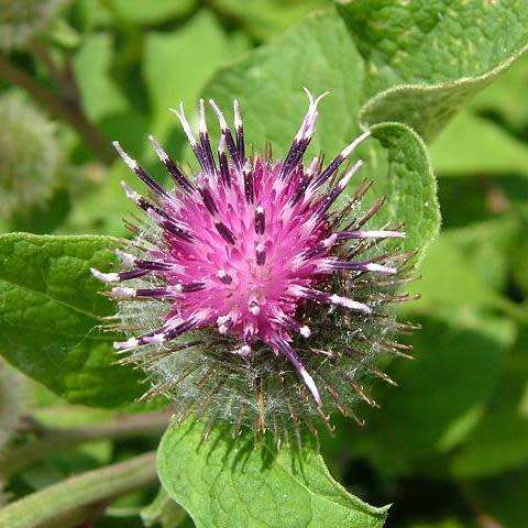 Arctium minus Seeds - Wild Rhubarb - Biennial - New