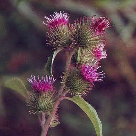 Arctium minus Seeds - Wild Rhubarb - Biennial - New