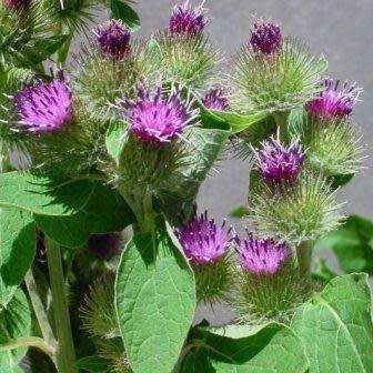 Arctium minus Seeds - Wild Rhubarb - Biennial - New